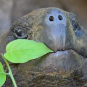  Galapagos